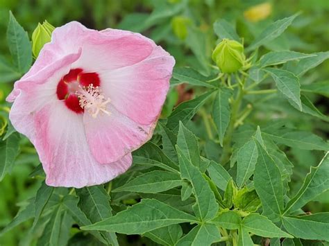 芙蓉 毒性|芙蓉(フヨウ)の花言葉｜意味や由来は？花の特徴や開花時期、種 